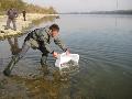 A teleptett vizkat s kecsegket elnyelik a novemberi Duna  hs hullmai